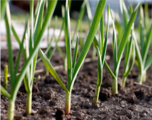 how to grow garlic